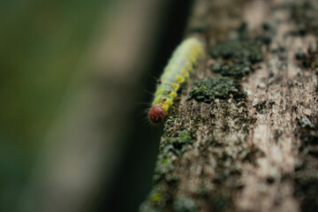 close up of caterpillar