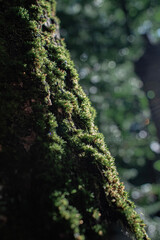 moss on tree