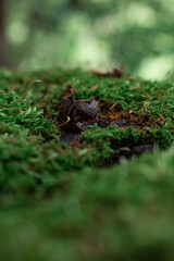 moss in the forest