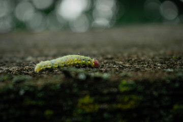 green caterpillar on a leaf