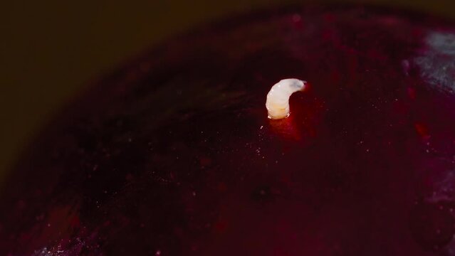 Timelapse: fast moving and wriggling white maggot, larva of cherry fruit fly comes out of cherry - macro close up view. Insect, disgusting and time lapse concept