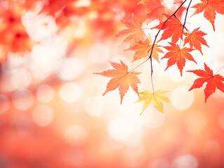 ほわほわ彩りな紅葉