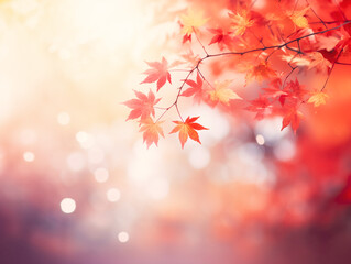 ほわほわ彩りな紅葉