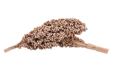 sorghum isolated  transparent png