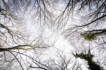 branches against sky