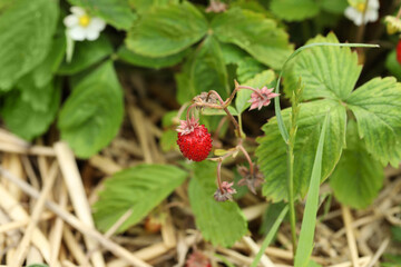 Ripe wild strawberry growing outdoors. Seasonal berries