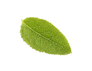 Fototapeta premium One green bilberry leaf isolated on white, top view