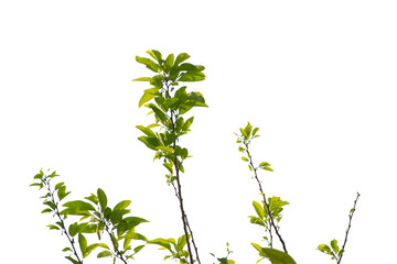 Green leaf or branch isolated on white background.