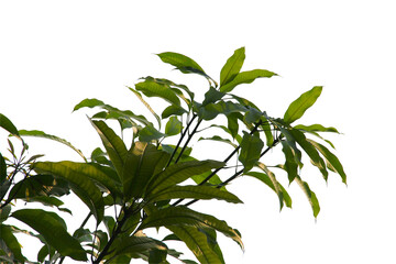 Green leaf or branch isolated on white background.