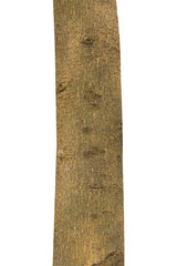 Tree trunk isolated on white background with clipping path.