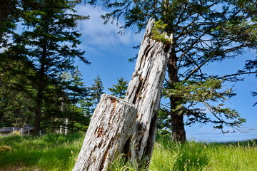 Historic Totem Poles at Skedans, Haida Gwaii, BC, Canada
