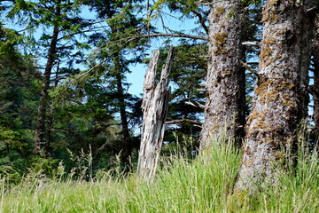 Historic Totem Poles at Skedans, Haida Gwaii, BC, Canada