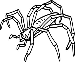 hand drawn spider illustration.
