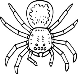 hand drawn spider illustration.