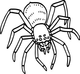 hand drawn spider illustration.