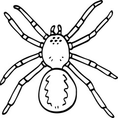 hand drawn spider illustration.