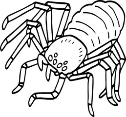 hand drawn spider illustration.