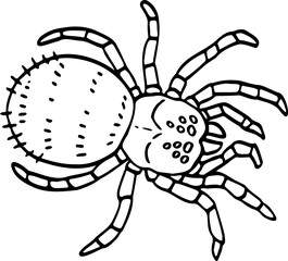 hand drawn spider illustration.