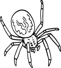 hand drawn spider illustration.