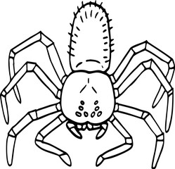 hand drawn spider illustration.