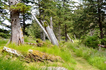 Historic Totem Poles at Skedans, Haida Gwaii, BC, Canada
