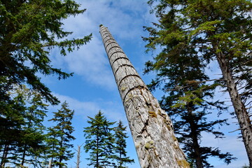 Fototapeta premium Historic Totem Poles at Skedans, Haida Gwaii, BC, Canada