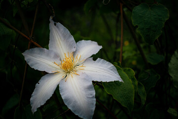white and yellow flower