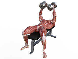 Muscle anatomy of man performing workout exercises using dumbbells and barbell