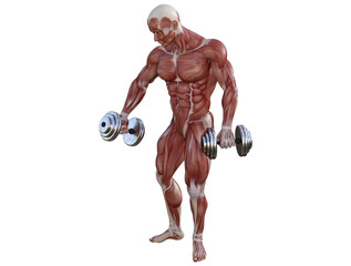 Muscle anatomy of man performing workout exercises using dumbbells and barbell