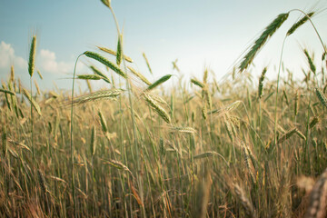 grass in the wind