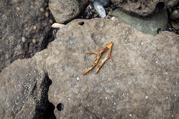 Driftwood on a rock