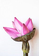 Lotus flowers bouquet on white.