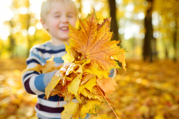 Naklejka na ściany i meble Little boy having fun during stroll in the forest at sunny autumn day. Child playing maple leaves. Baby tossing the leaves up. Active family time on nature. Hiking with little kids.