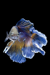 Betta fish, siamese fighting fish, betta splendens (Halfmoon betta )isolated on black background