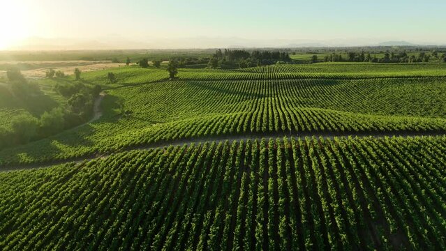 Vineyards in aerial drone video over a vineyards in an amazing Chilean landscape, Sunset