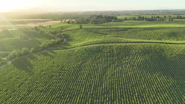Vineyards in aerial drone video over a vineyards in an amazing Chilean landscape, Sunset