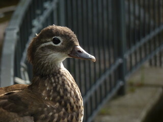 duck on the fence
