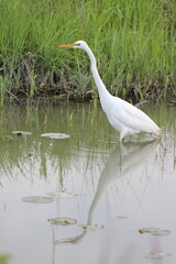 egret wading in a ravine
