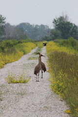 two sandhill cranes being pestered by red wing black bird