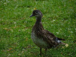 duck in the grass