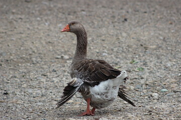 buff goose with angel wing