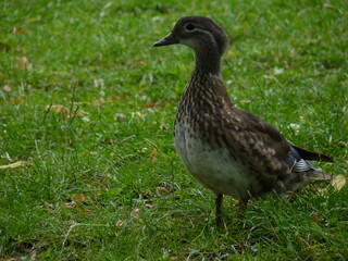 duck in the grass