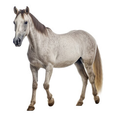 horse isolated on transparent background cutout