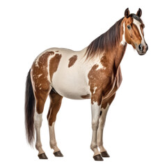 white brown horse isolated on transparent background cutout