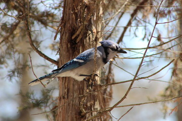 bird on a branch blue jay