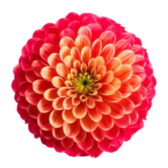 Foto op Plexiglas red flower isolated on transparent background cutout © Papugrat