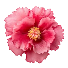 Fototapeten pink flower isolated on transparent background cutout © Papugrat