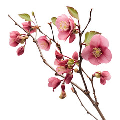 pink cherry blossom flower isolated on transparent background cutout