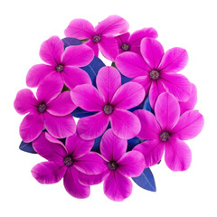 purple flower isolated on transparent background cutout