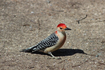 red headed woodpecker side view 